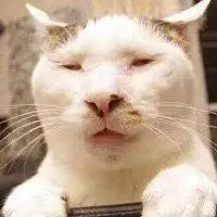 恋猫眷侣_微信头像图片大全