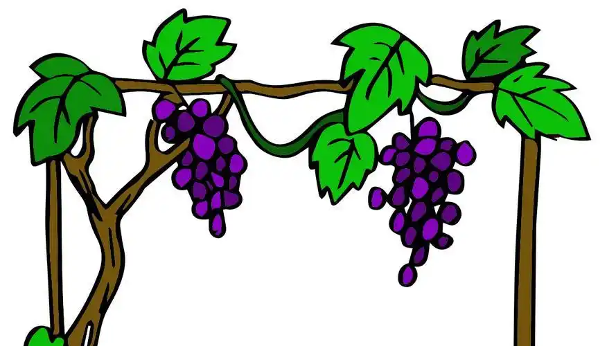 葡萄林简笔画