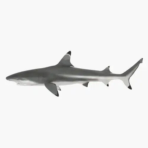 blacktip shark 3d model