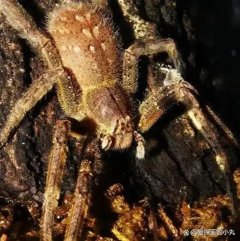 世界上的蜘蛛种类繁多,它们在生态系统中扮演着重要的角色.