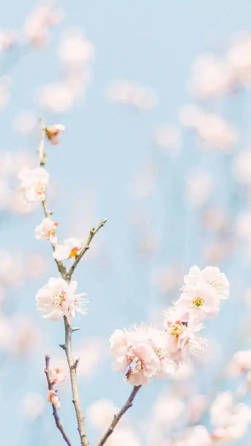 唯美意境,花卉,桃花,粉嫩,春天,清新,唯美,手机壁纸春季清新唯美花卉