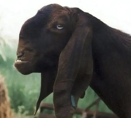 巴基斯坦山羊1个月大耳朵却长到56厘米长主人可能要发大财了