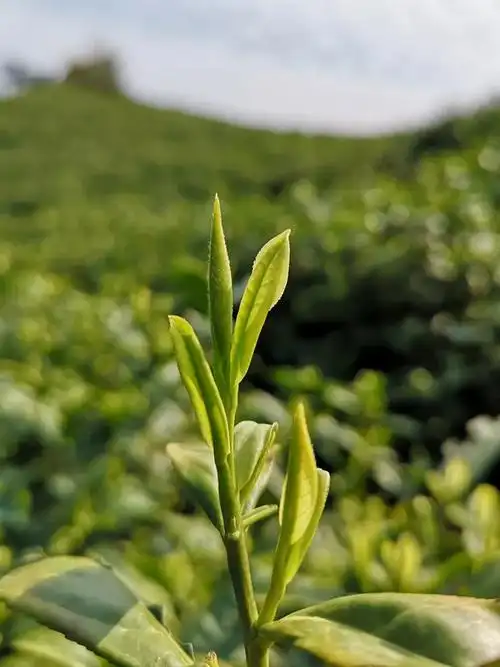 茶香记 明前安吉白茶2019年 明前茶 寻芳茶舍 绿茶