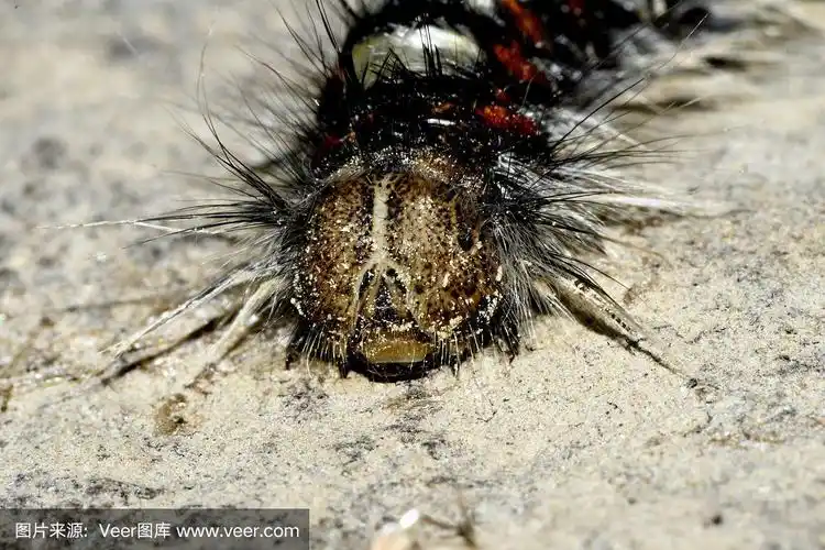 黑白相间的毛虫头