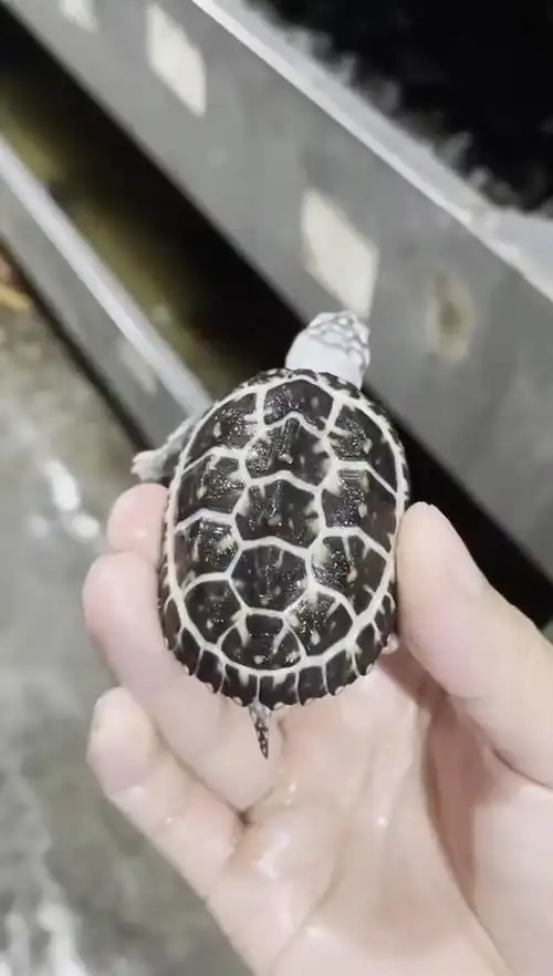 变异斑点池!请欣赏!