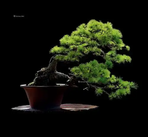 1629临水式双杆五叶松