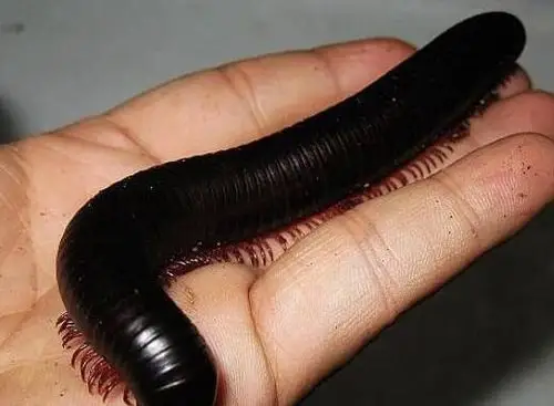 世界上最大的马陆远古巨型马陆体长达3米2