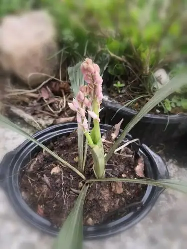 虾脊兰称兰中西施