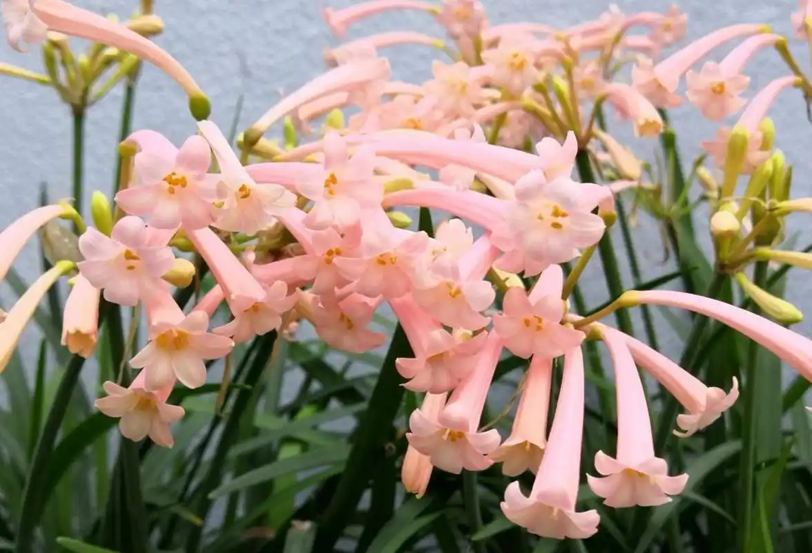 『 适合养这种花』垂筒花,著名的球根类植物,夏季短暂休眠,冬 开花