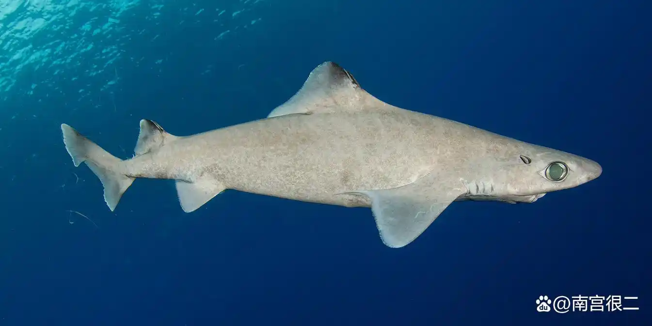 繁殖力低下且面临人类捕捞导致濒危的深海鲨鱼——颗粒刺鲨