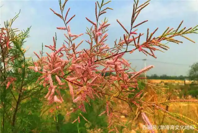 这种野生的荆条棵子,学名叫柽柳,成为观赏花卉的它竟是如此美丽
