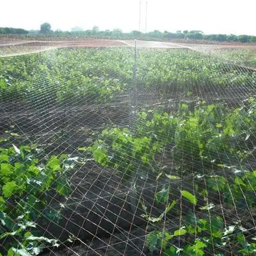 聚乙烯防鸟网武汉防鸟网