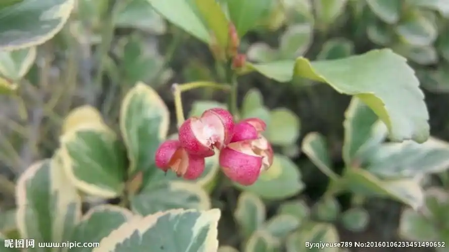 金边大叶黄杨果图片