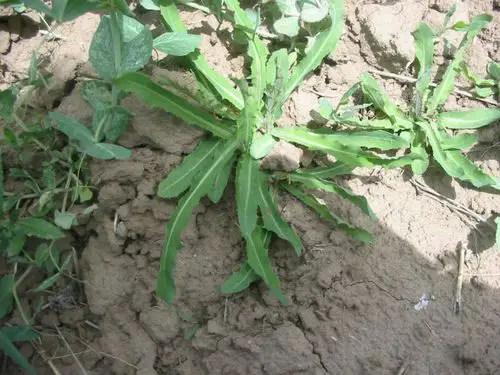 那些困难时期父辈吃过的食物,味道有的还不错 - 简书