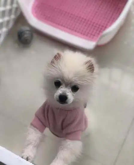 5个月博美有疫苗本