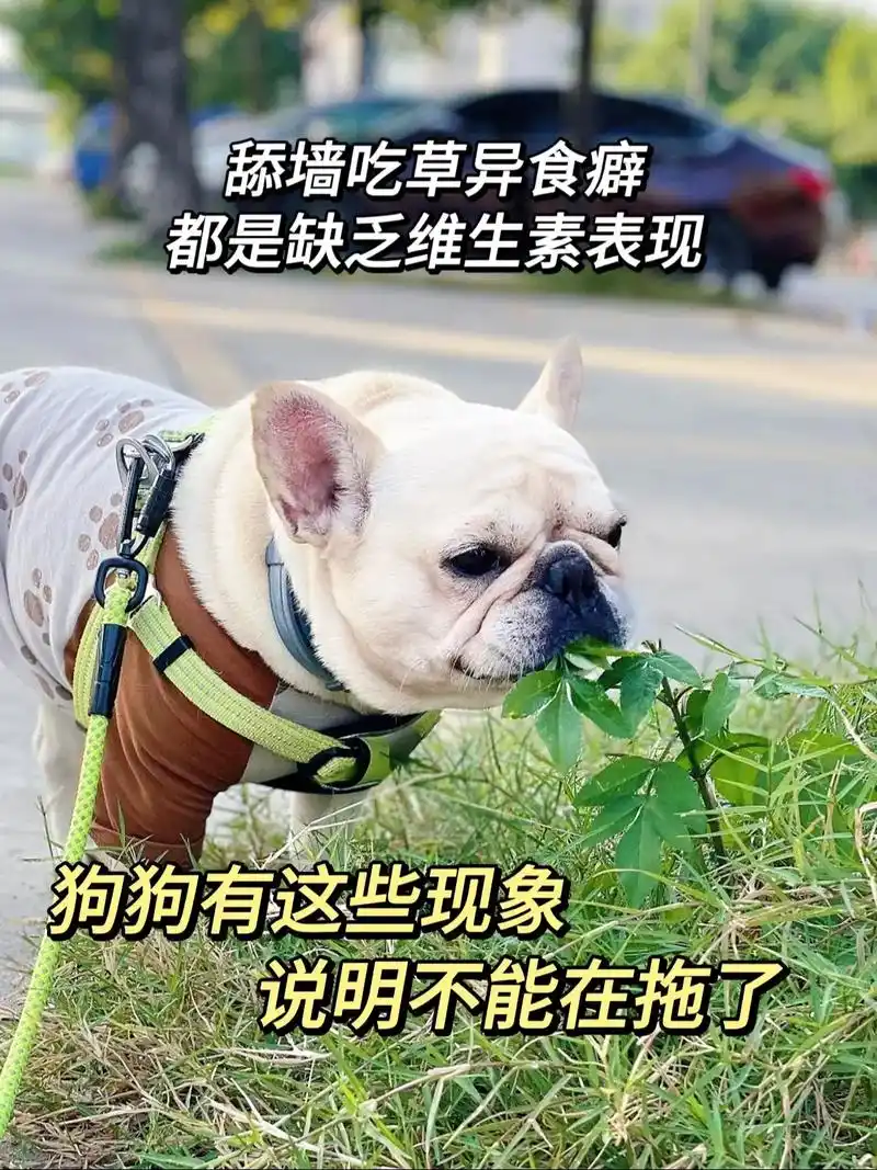 狗狗缺乏维生素到底有哪些表现了?舔墙吃塑料袋等异食癖?挑食, - 抖音