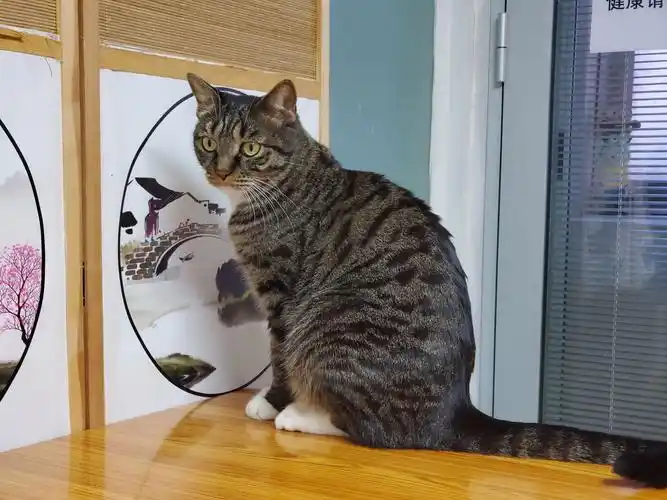 白餐巾白手套的狸花猫能有多漂亮? - 知乎