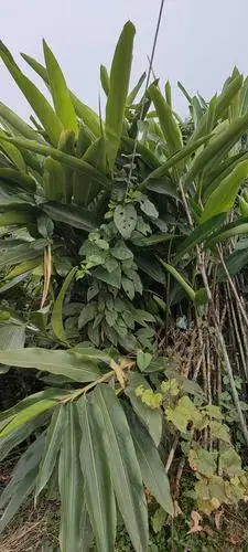 叶儿粑叶子.学名:良姜叶