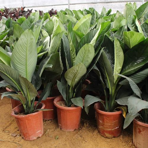 四季常青吸甲醛花卉室内客厅大型盆栽绿植花卉观叶植物绿巨人