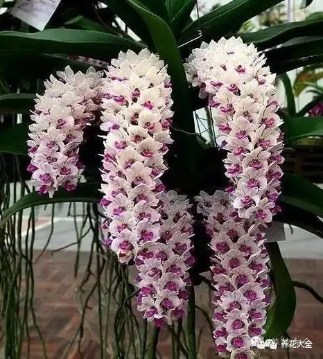 史上最全的兰花品种大全,如此珍贵,赶紧收藏!