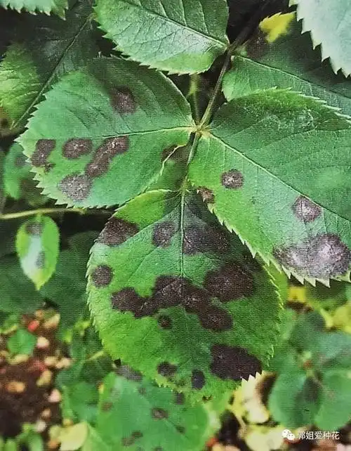 根据叶片识别月季病害