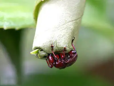 天赋异禀的卷叶象鼻虫,徒手打造出虫宝宝的摇篮