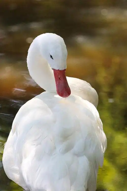 雁形目鸭科扁嘴天鹅属扁嘴天鹅