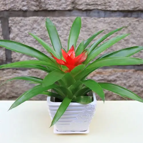 四季开花植物 盆栽含盆