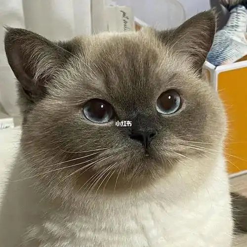 英短重点色弟弟可预定