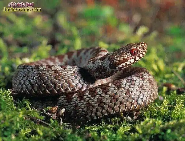 吉林省毒蛇北极蝰蛇吉林省有各种蛇类2科9属14种之多,其中毒蛇也有6种