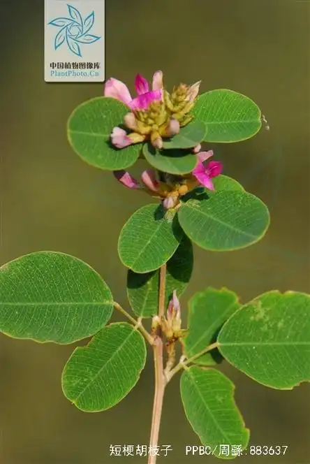 短梗胡枝子