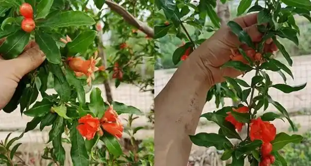 石榴树嫁接什么果树