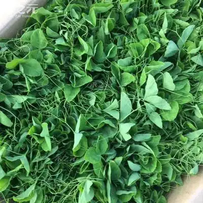 豆苗种籽豌豆芽苗菜四季蔬菜孑龙须豌荷兰豆菜籽家庭园艺种子 原价4.
