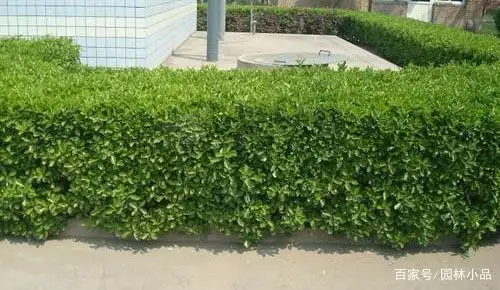 绿篱常用的红黄绿三原色