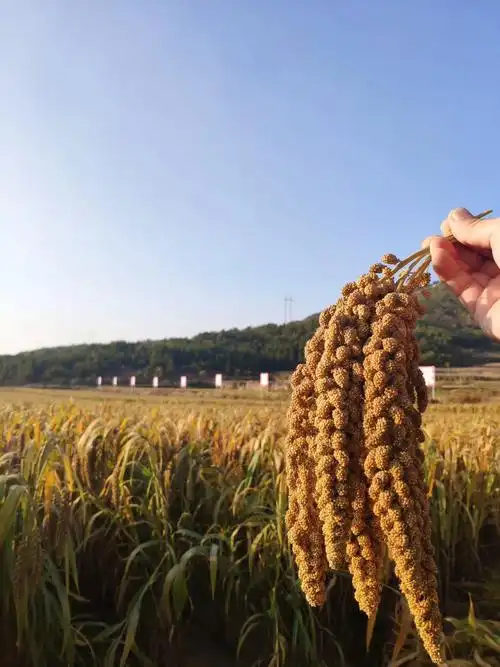 特产山西杂粮装晋5斤小米黄小米石墨有机太行山小米