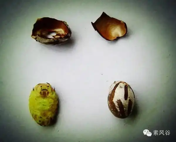 高蛋白,营养价值高,茧内虫体金黄,烤之味道极香,人们常有食之.