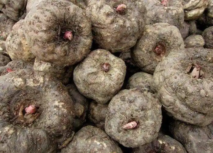 魔芋烘干机之空气能干燥工艺