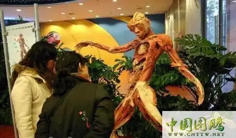 主办方 争议质疑在意料中"完整的人皮标本确实比一般人体标本难以接受