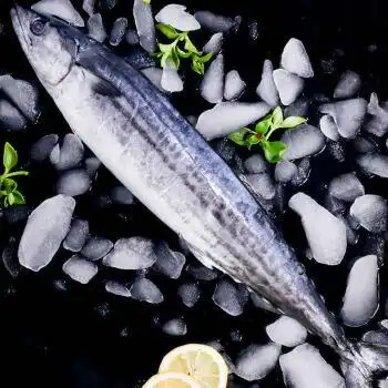 青岛大鲅鱼新鲜冷冻鲜活燕鲅鱼大马鲛鱼馅饺子深海鱼当天海捕小中号无