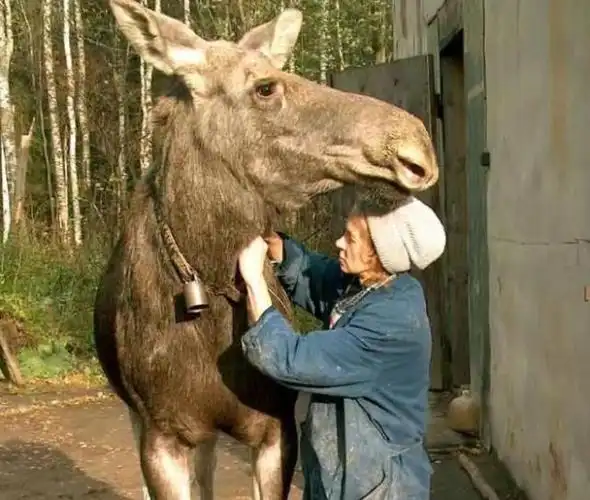 而今天要为大家介绍的加拿大驼鹿也是如此,它无论是性格还是实力都