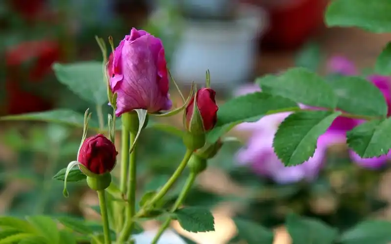 我心永恒博客乐园 平阴玫瑰甲天下