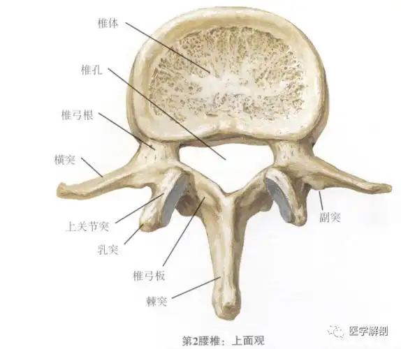 填图题:腰椎解剖_医学