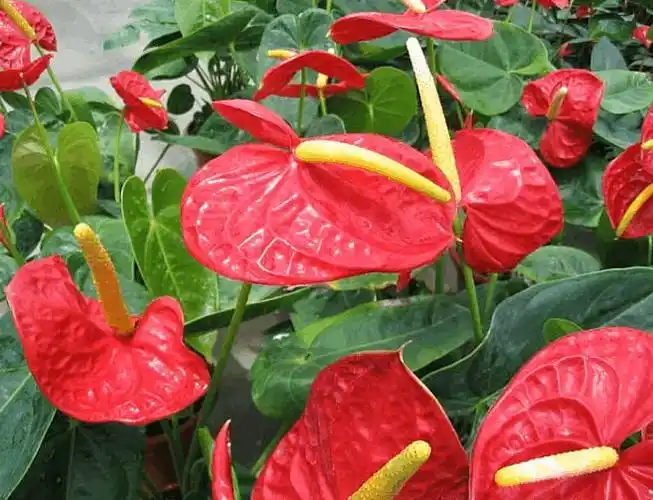 中国常见有毒花卉植物 附图