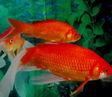 梦见捉到红鲤鱼