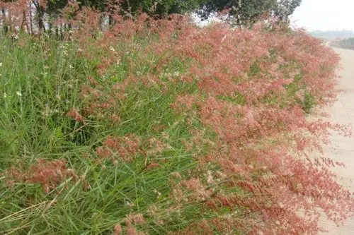 兴趣 20170306 红茅草 主讲:张小玖 红毛草来到我国