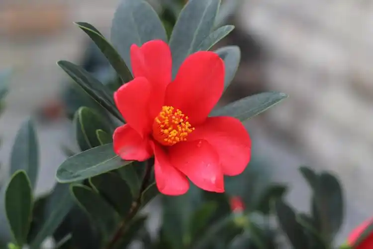 001   杜鹃红山茶(张氏红山茶,假大头茶,四季杜鹃茶,杜鹃茶 )