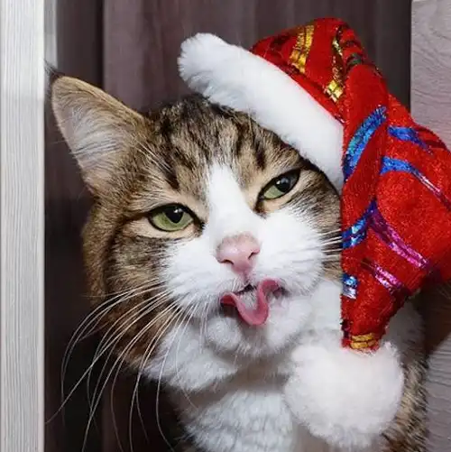 原创这只猫咪虽然只有两条腿但它凭借丰富的表情包圈粉无数