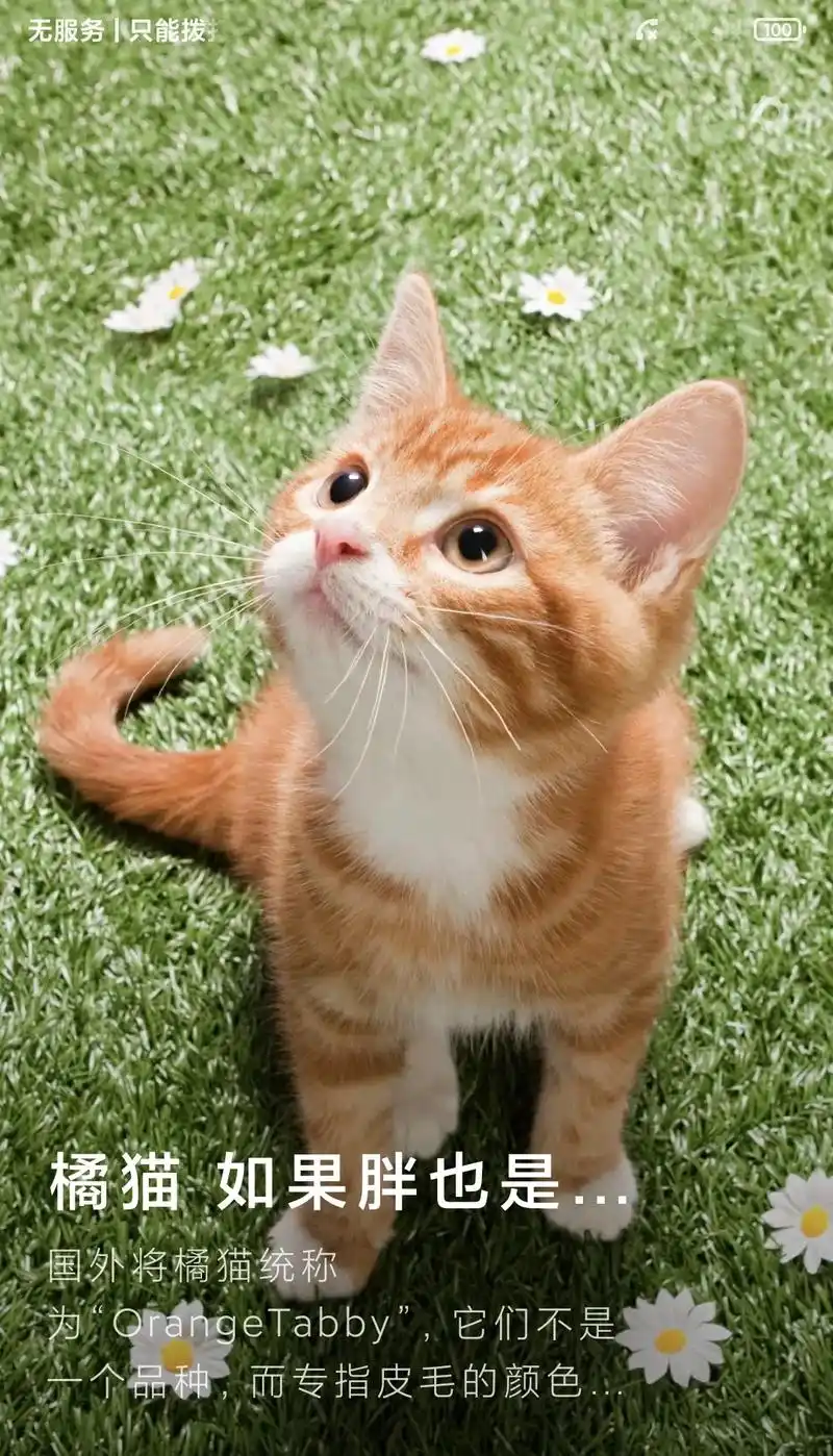 谣言1:兔子不爱吃高纤维的草 中国电信|中国 画外将橘猫统称 - 抖音