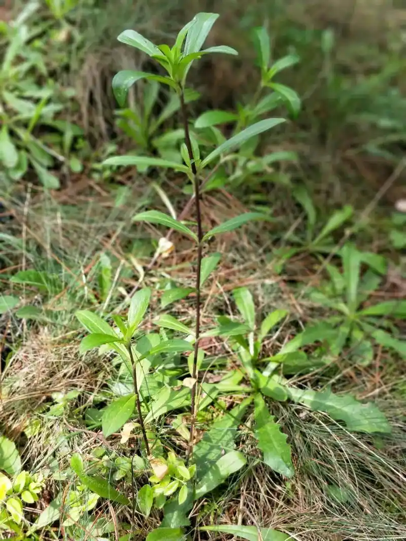 2023小米徕卡影像大赛 龙胆草《龙胆草》2023年8月 - 抖音