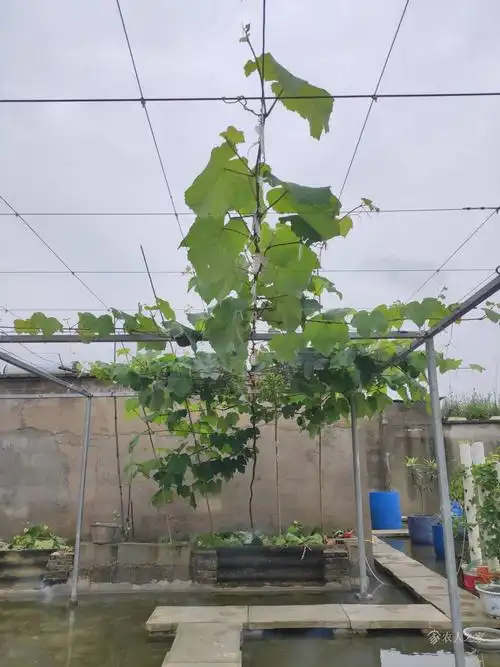 论坛 69 ≡北方果树区≡ 69 葡萄论坛 69 我的小楼顶,二年纪事